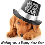 Wishing you a Happy New Year filled with slobbery kisses, furry bellies, and muddy paw prints!